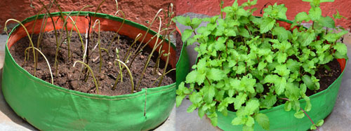 how to grow mint/pudina at home in pots/grow bags