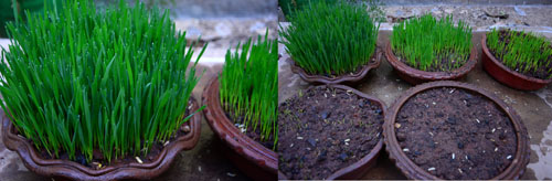 wheat grass growing at home