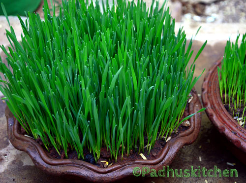 Wheat Grass Juice Nutrition-How to Grow Wheat Grass